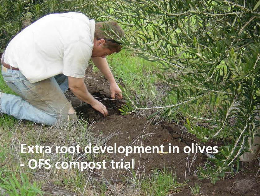 Compost-Olive-Roots-Sustainable-Farming-Solutions