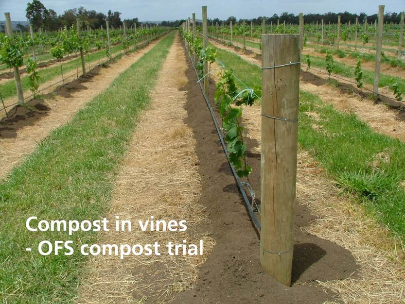 Compost-in-Vines-Compost-Trial-Sustainable-Farming-Solutions