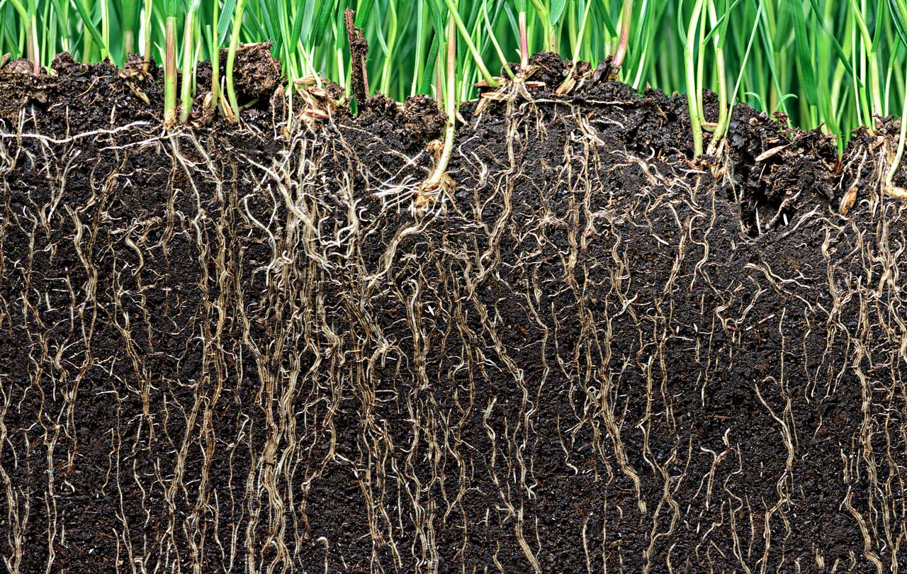 Soil Health Sustainable Farming Solutions