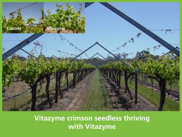 Vitazyme trial for early growth crimson seedless