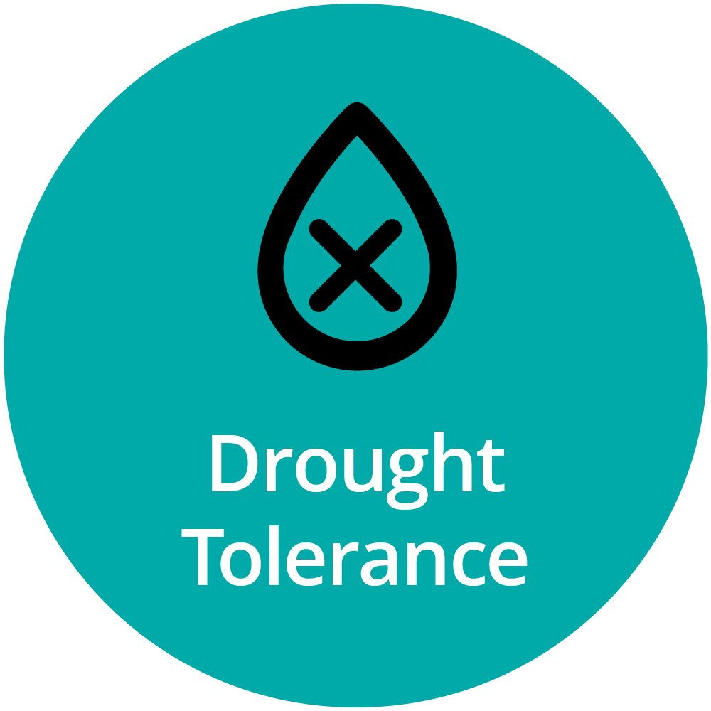 SFS Icon - Drought Tolerance