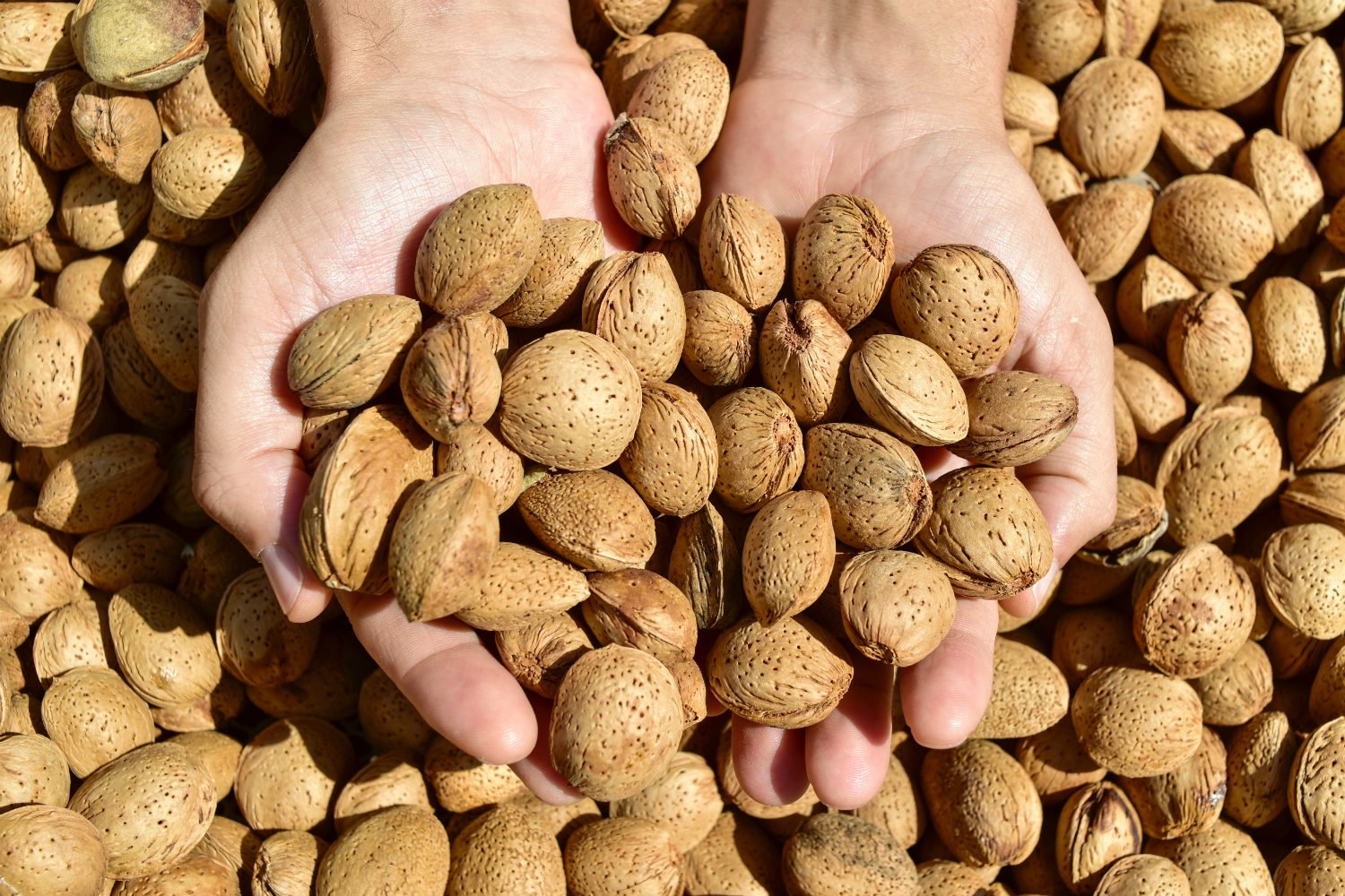 Australian Almond Production Guide Yield, Quality & Profitability