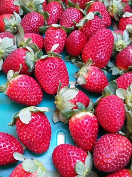 Freshly harvested strawberries at Luscious Fruit