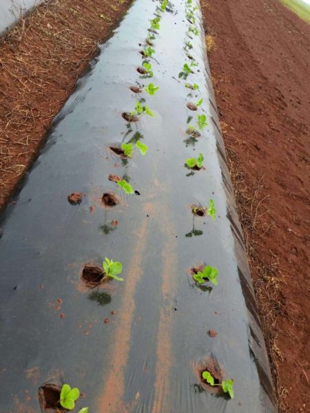 Newly planted strawberry crop at Luscious Fruit