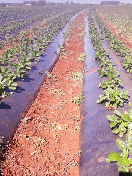 Strawberry plants at Luscious Fruit