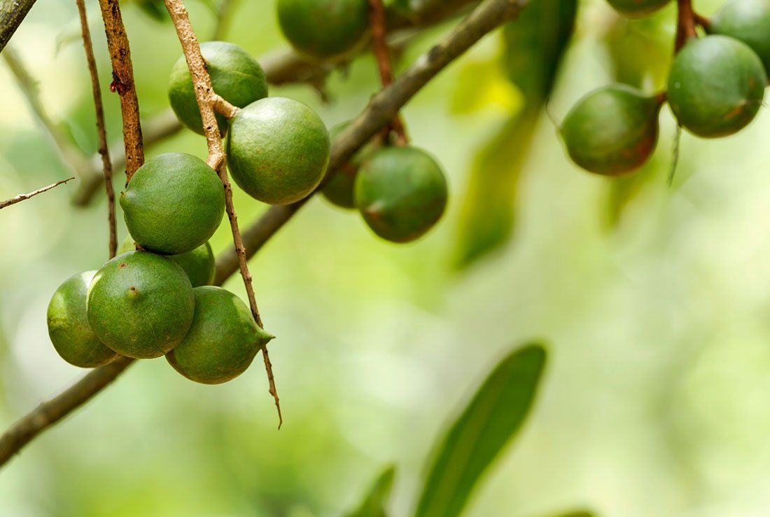 Australian Macadamia Production Guide - Yield, Quality & Profitability