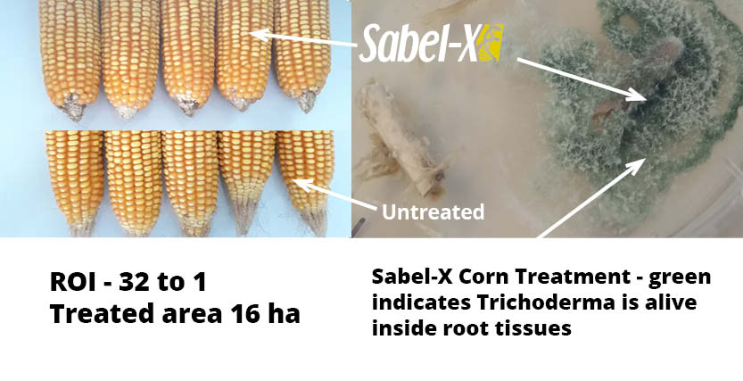 Sabel-X trial images Corn