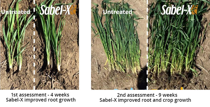 Wheat results Sabel-X