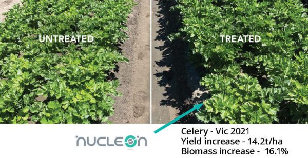 Nucleon soil enzyme celery trial result