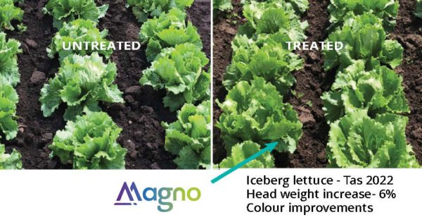 Magno Iceberg lettuce trial results Tasmania
