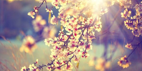 Sun shining through almond blossom