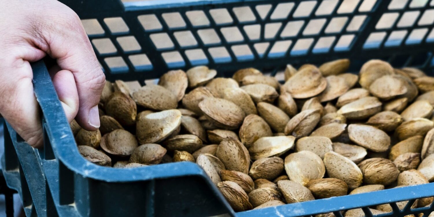 Harvested almonds in a basket