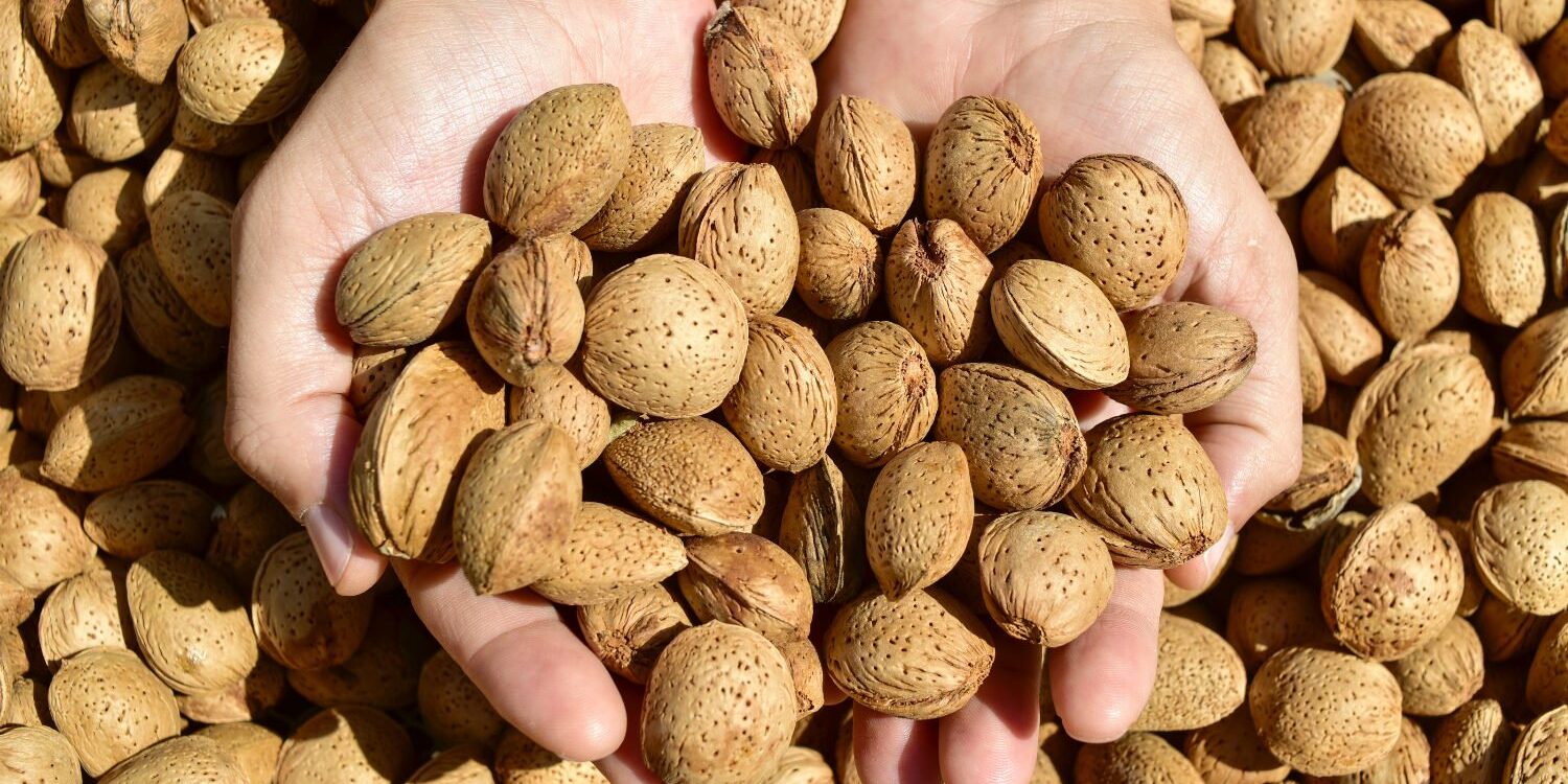 Handful of almonds in their shell