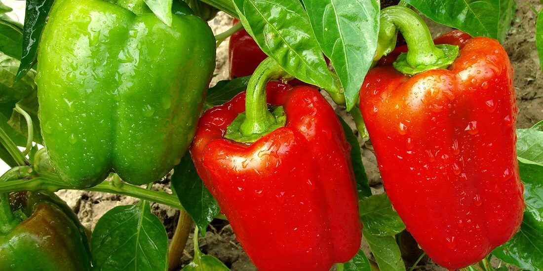 red and green peppers growing on a farm