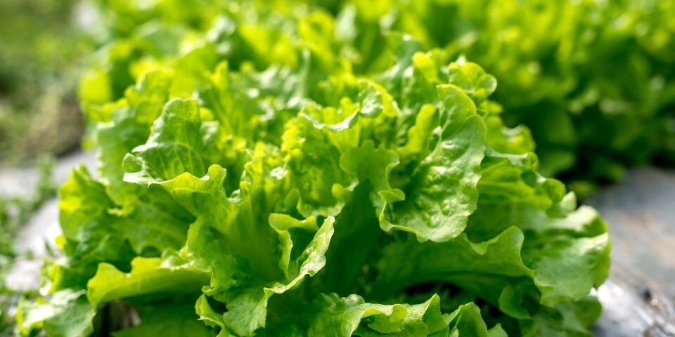 Fresh lettuce in a hothouse