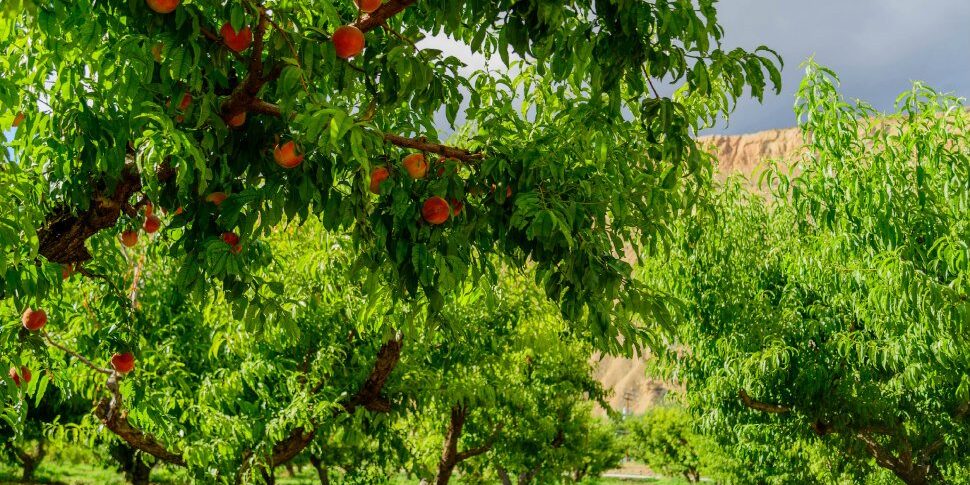 Peaches ripening on trees in an orchard