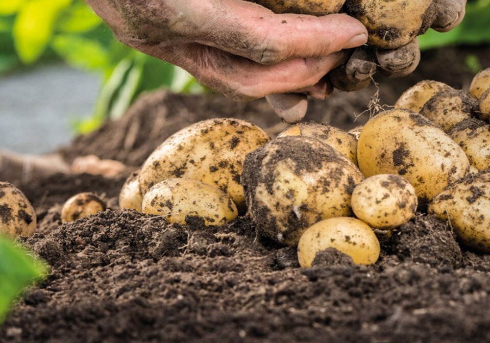 Potato Planting Sustainable Farming Systems