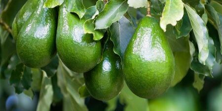 Ripe avocadoes on a tree
