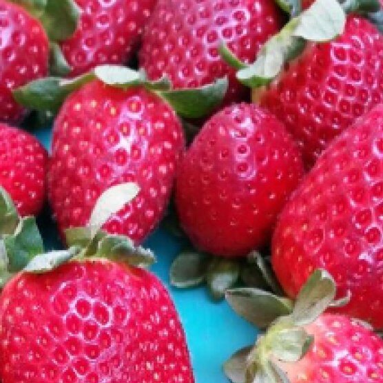 Strawberries Early to market
