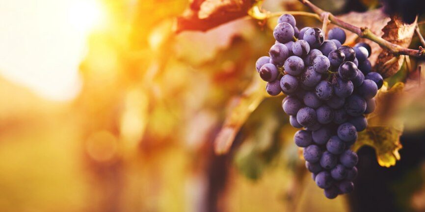 Grape vine with ripe purple grapes