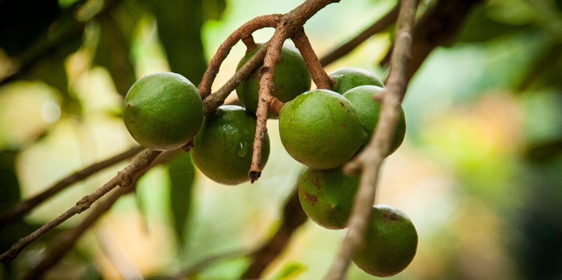 green macadamia nuts on branch